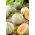Melon cukrowy Charentais - 90 nasion