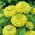 Cynia wytworna daliowa Envy - 120 nasion