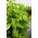 Bazylia Fine Verde - 325 nasion