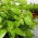 Bazylia Fine Verde - 325 nasion