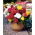 Begonia strzępiasta Fimbriata - mix kolorów - 2 bulwy