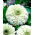 Cynia wytworna daliowa Polar Bear - 120 nasion
