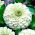 Cynia wytworna daliowa Polar Bear - 120 nasion