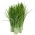 BIO Szczypiorek Medium leaf - Certyfikowane nasiona ekologiczne