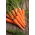 Marchew Rumba F1 - 2550 nasion