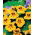 Nasturcja niska - Lady Bird - 24 nasion