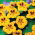Nasturcja niska - Lady Bird - 24 nasion