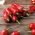 Papryka Jalapeno - bardzo ostra, czerwona - 85 nasion