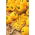Papryka Marta Polka - słodka do uprawy w gruncie - 10 gram - 1600 nasion