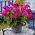 Pelargonia rabatowa fioletowa - 6 nasion