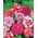 Petunia pełna - mieszanka - 10 nasion