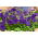 Petunia wielkokwiatowa niebieska - 80 nasion