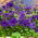 Petunia wielkokwiatowa niebieska - 80 nasion