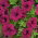 Petunia wielkokwiatowa - wiśniowa - 80 nasion