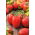 Pomidor Kmicic - 500 nasion