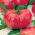 Pomidor VP1 F1 Pink King - szklarniowy, malinowy - 12 nasion