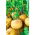 Rzepa jadalna Golden Ball - 2500 nasion
