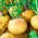 Rzepa jadalna Golden Ball - 2500 nasion
