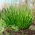 BIO Szczypiorek Medium leaf - Certyfikowane nasiona ekologiczne