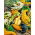 Dynia dekoracyjna - Autumn Wings - 22 nasiona