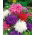 Aster chryzantemowy - 450 nasion