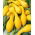 Dynia ozdobna Yellow Crookneck - 15 nasion