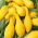Dynia ozdobna Yellow Crookneck - 15 nasion
