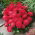 Aster chiński karłowy – Milady Scarlet - 500 nasion