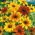 Rudbekia dwubarwna - 1500 nasion