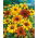 Rudbekia dwubarwna - 1500 nasion