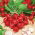 Rzodkiewka Cherry Belle - 850 nasion