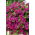 Petunia zwisająca, Surfinia purpurowofioletowa Rubina - 80 nasion