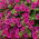 Petunia zwisająca, Surfinia purpurowofioletowa Rubina - 80 nasion