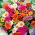 Portulaka wielkokwiatowa - mieszanka