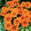 Gazania Orange With Ring
