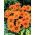 Gazania Orange With Ring