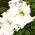 Petunia ogrodowa Koronkowy Welon - biała