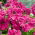 Petunia ogrodowa Zorza Wieczorna - ciemnoróżowa