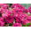 Petunia ogrodowa Zorza Wieczorna - ciemnoróżowa