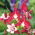 Orlik Crimson Star
