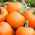 BIO Dynia zwyczajna Jack O' Lantern - Certyfikowane nasiona ekologiczne