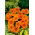Gazania Orange With Ring