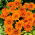 Gazania Orange With Ring