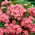 Goździk brodaty Newport Pink - łososioworóżowy - 450 nasion