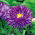 Aster chiński Contraster - ciemnoniebieski - 250 nasion