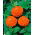 Cynia wytworna daliowa Orange King - 120 nasion