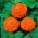 Cynia wytworna daliowa Orange King - 120 nasion