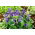 Fiołek Wonny ( Viola Odorata ) - 120 nasion