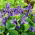 Fiołek Wonny ( Viola Odorata ) - 120 nasion