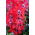 Kufea miedziana Summer Medley - 135 nasion